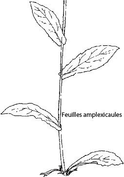 amplexicaule