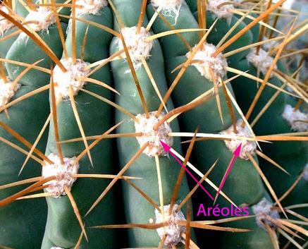 areole cactus