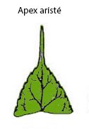 aristé