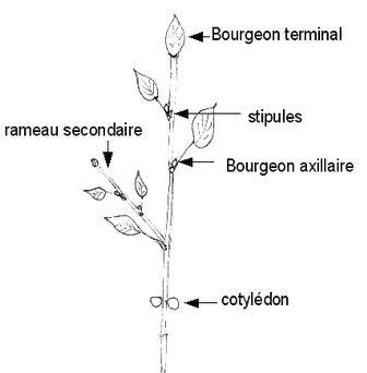 bourgeon axillaire