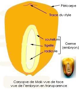 caryopse