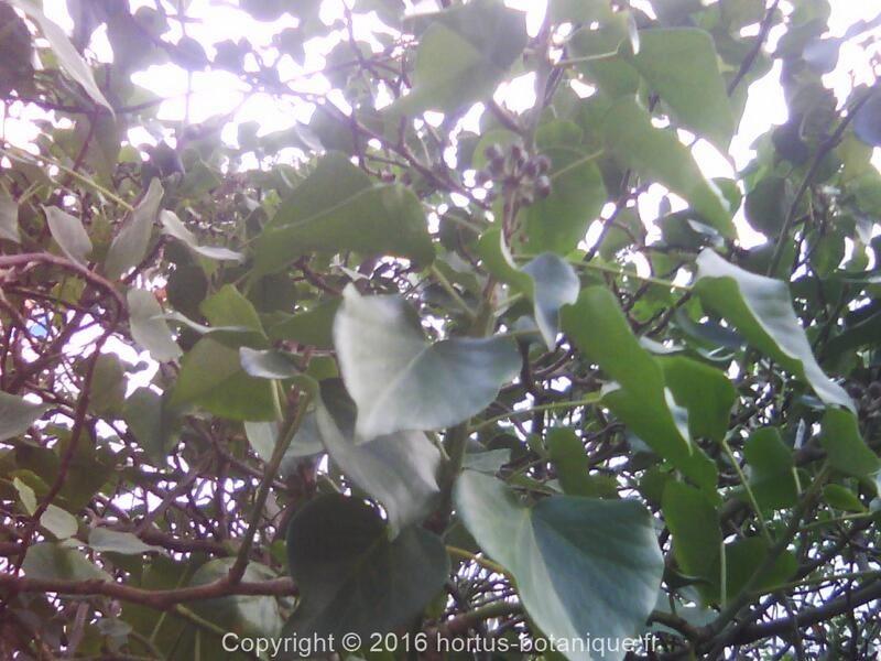 hedera-helix.jpg