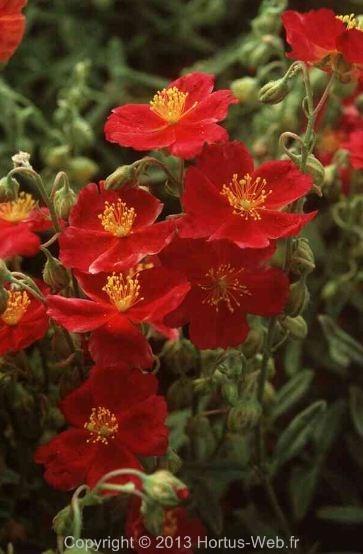 helianthemum_frau-m-bachthaler.jpg
