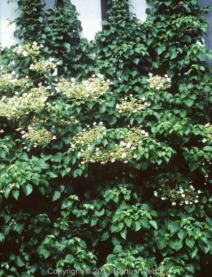 hydrangea_scandens.jpg