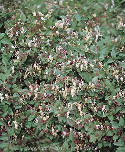 lonicera-japonica-chinensis.jpg