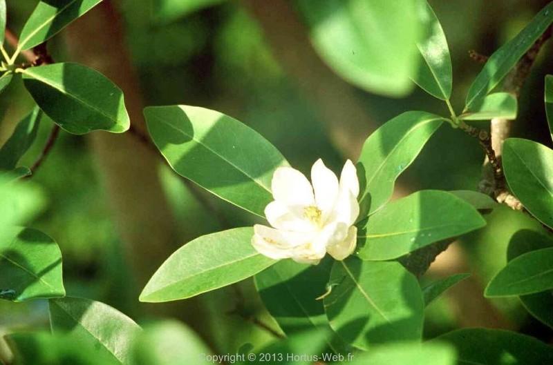 magnolia_glauca.jpg