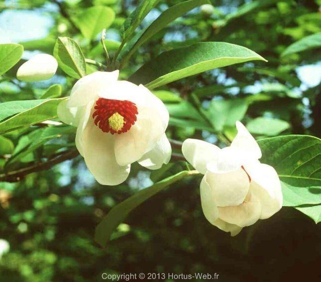 magnolia_parviflora.jpg