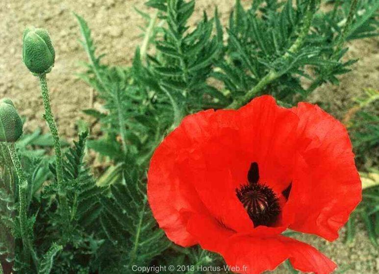 papaver_orientale_aladin.jpg