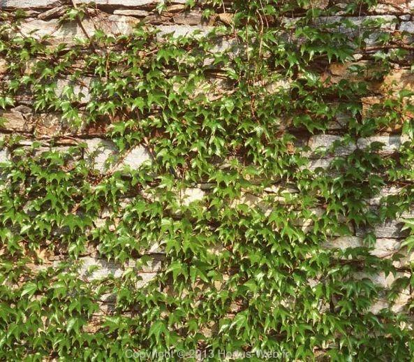 parthenocissus_tricuspidata.jpg