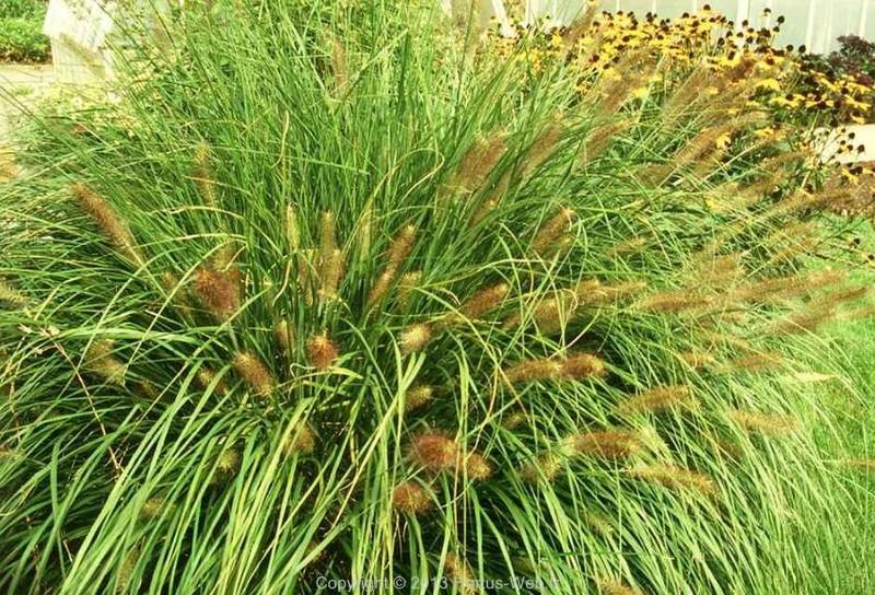 pennisetum_alopecuroides_japonicum.jpg