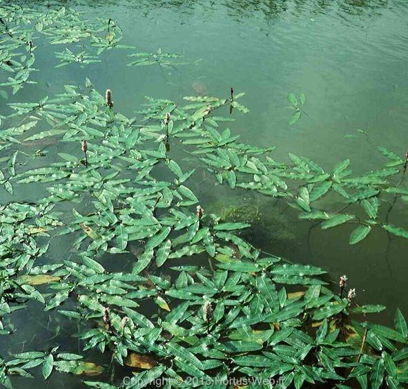 persicaria_amphibia.jpg