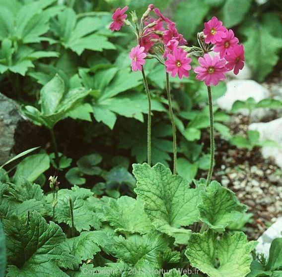 primula_lichiangensis.jpg