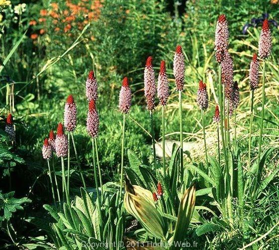 primula_littoniana.jpg