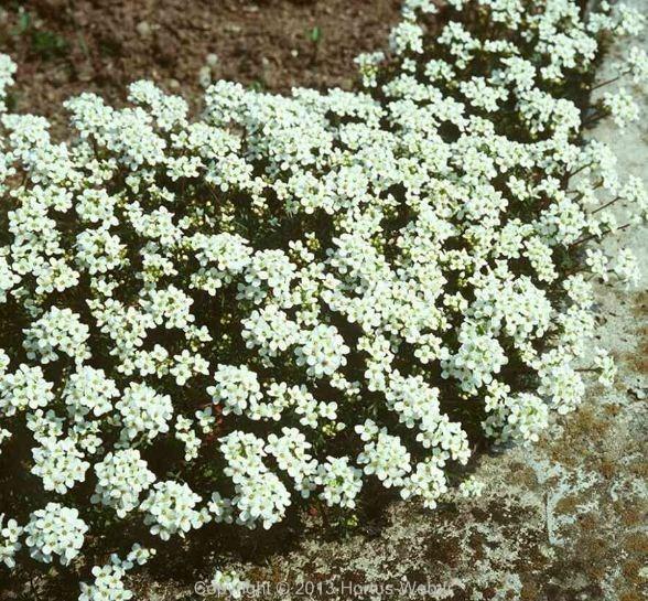 pritzelago_alpina_auerswaldii.jpg