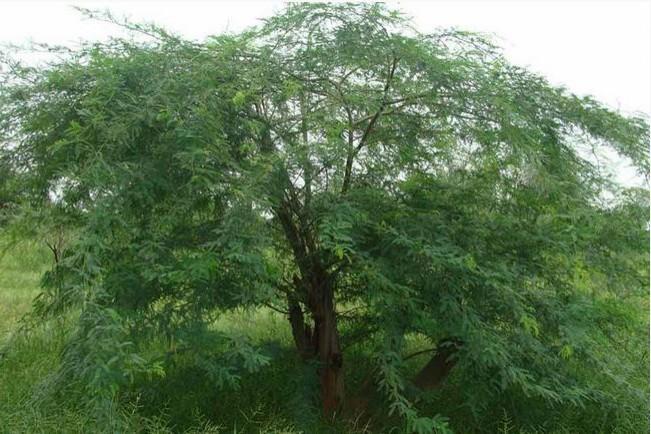 prosopis-juliflora-2.jpg