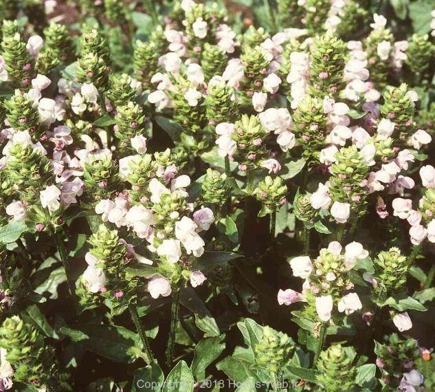 prunella_grandiflora_loveliness.jpg