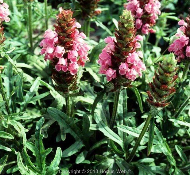 prunella_grandiflora_rosea.jpg