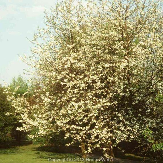 prunus_avium_plena.jpg