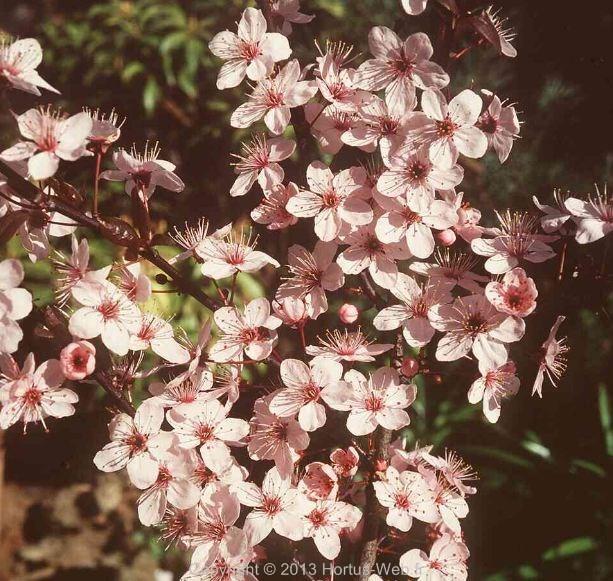 prunus_cerasifera_woodii.jpg