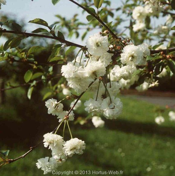 prunus_cerasus_rhexii.jpg