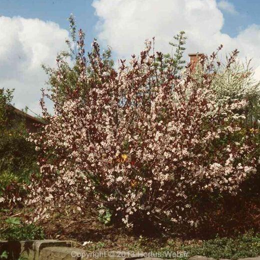prunus_crimson-dwarf.jpg