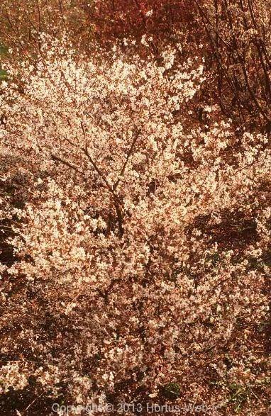 prunus_incisa_compacta.jpg
