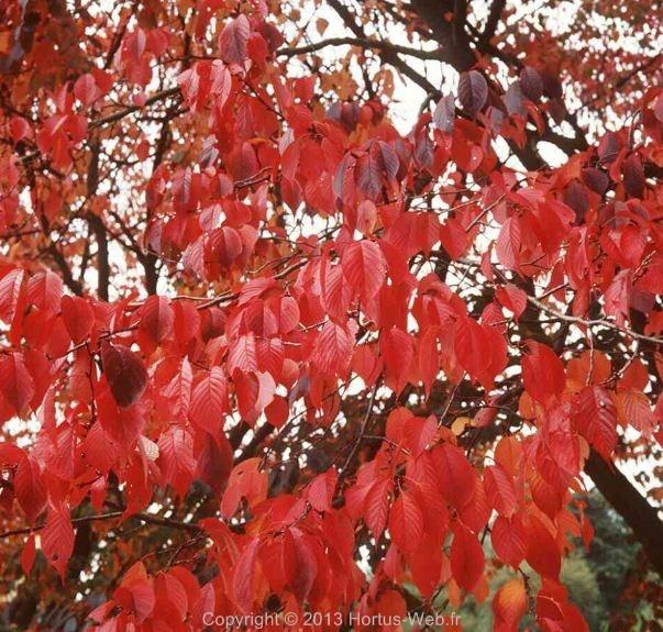 prunus_sargentii.jpg