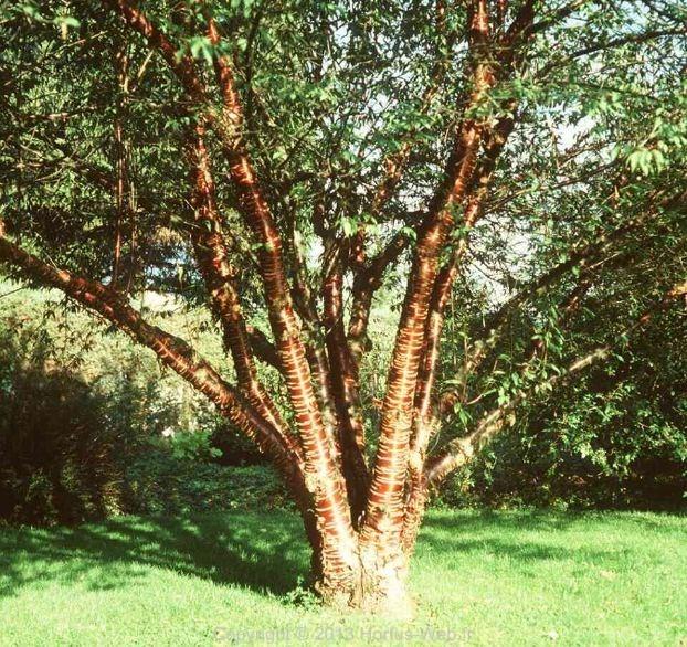 prunus_serrula_tibetica.jpg