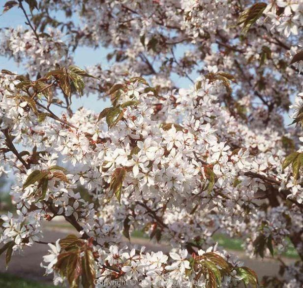 prunus_serrulata.jpg