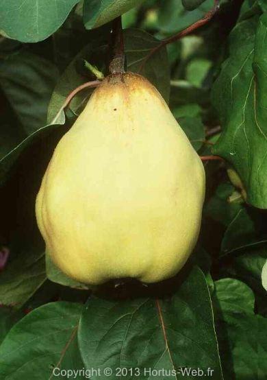 pseudocydonia_sinensis_portugieser-birnenquitte.jpg