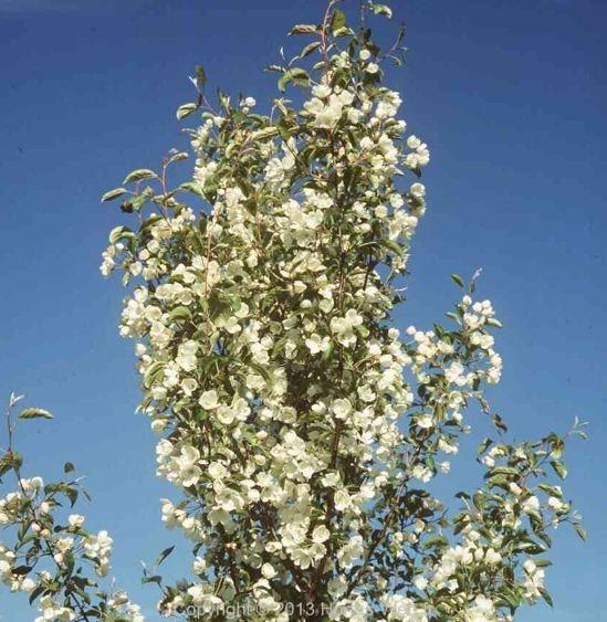 pyrus_hupehensis.jpg