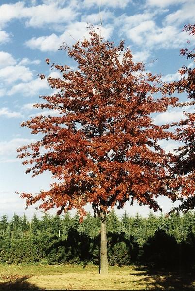 quercus-palustris-1.jpg