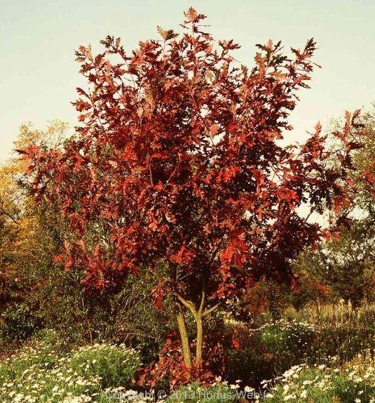 quercus_alba.jpg
