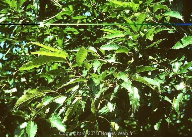 quercus_serrata.jpg
