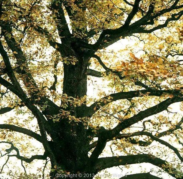 quercus_sessiliflora.jpg