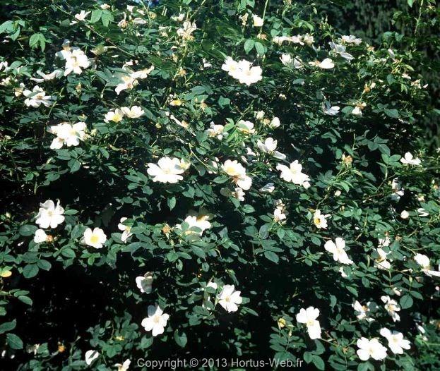 rosa_dumetorum.jpg