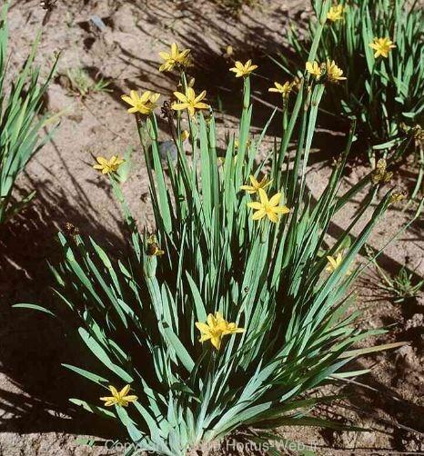 sisyrinchium_boreale.jpg