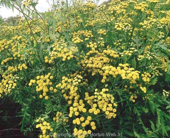 tanacetum_vulgare.jpg