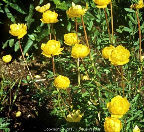 trollius_maigold.jpg