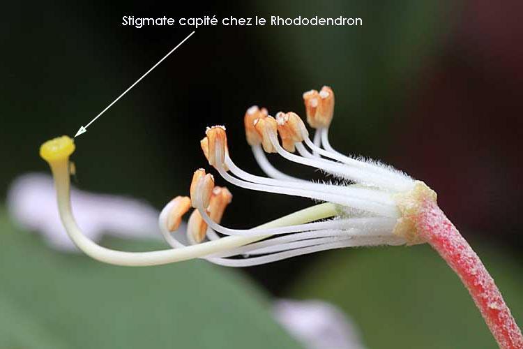 stigmate capité rhododendron