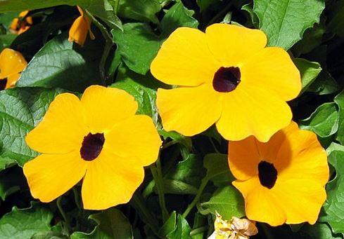 thunbergia alata