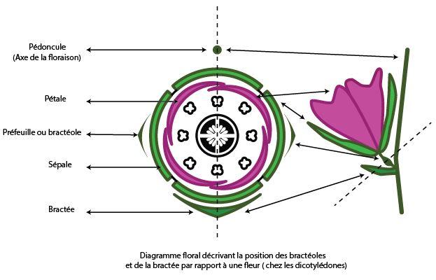 disposition pieces florales