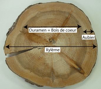 xyleme