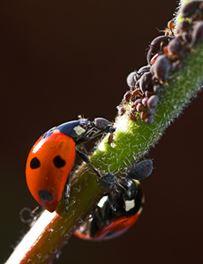 lutte biologique