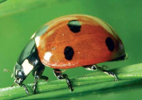 Coccinella 7 punctata indigene