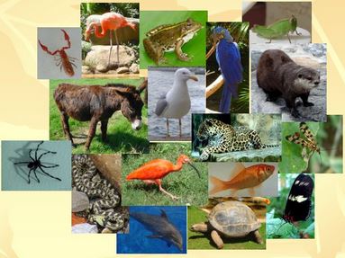 biodiversite