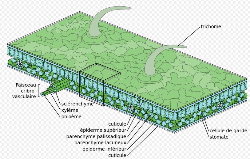 epiderme