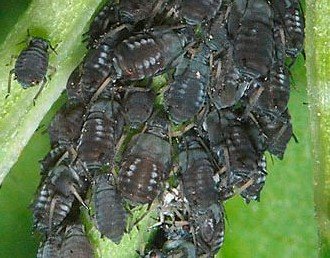 infestation