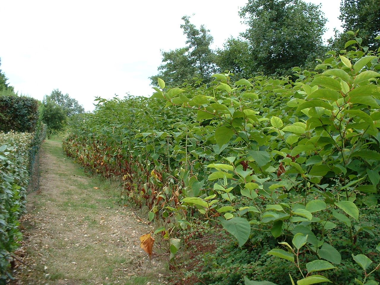 invasive