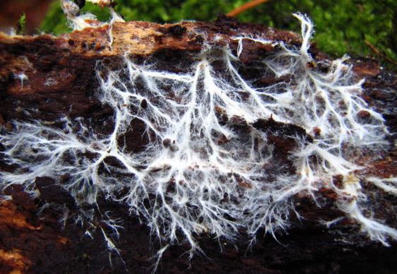 mycelium